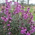 Erysimum sp.'Bowles Mauve'